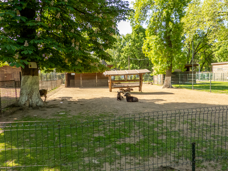 enclosure of mouflon