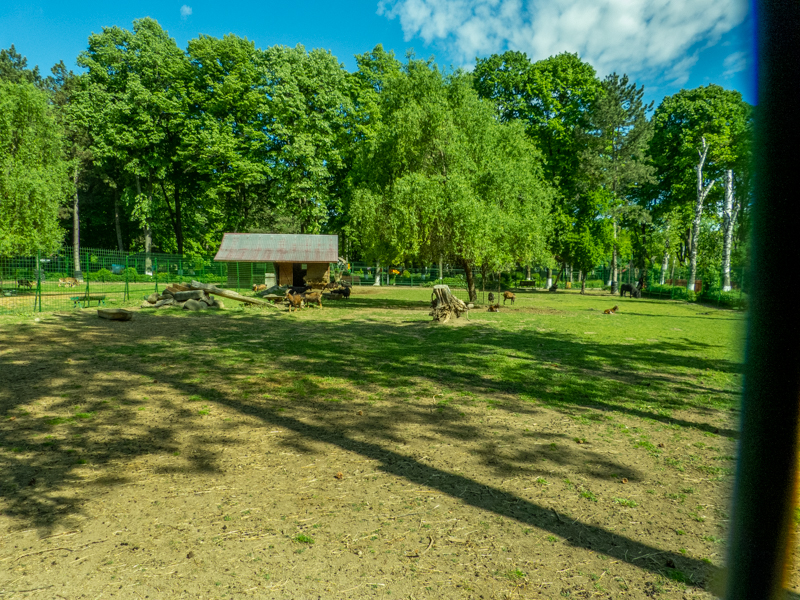 enclosure of mouflon