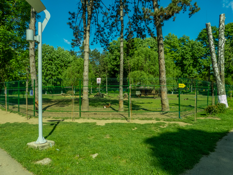 enclosure of mouflon