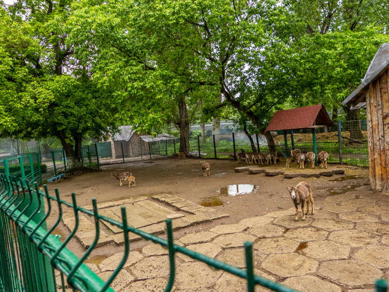 enclosure of mouflon