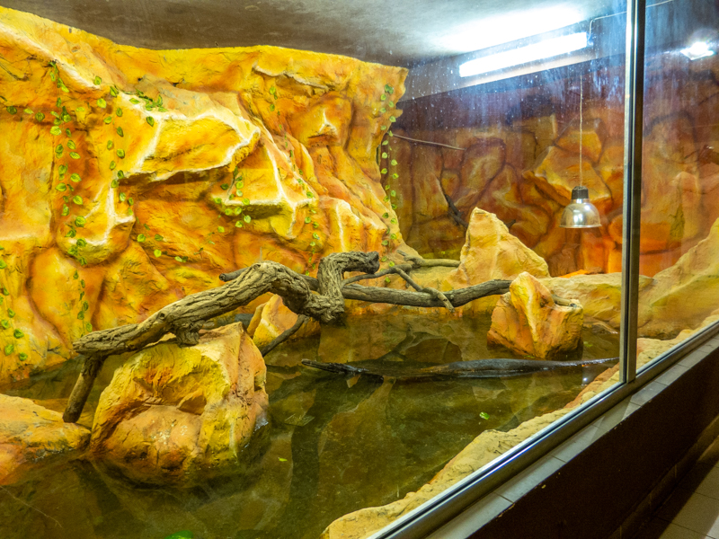 enclosure of nile crocodile