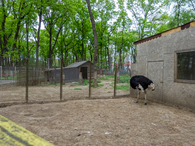 enclosure of ostrich