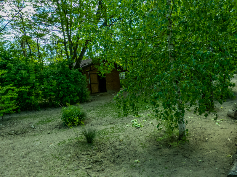 enclosure of ostrich