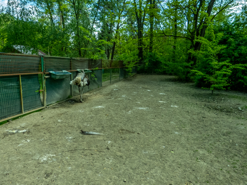 enclosure of ostrich