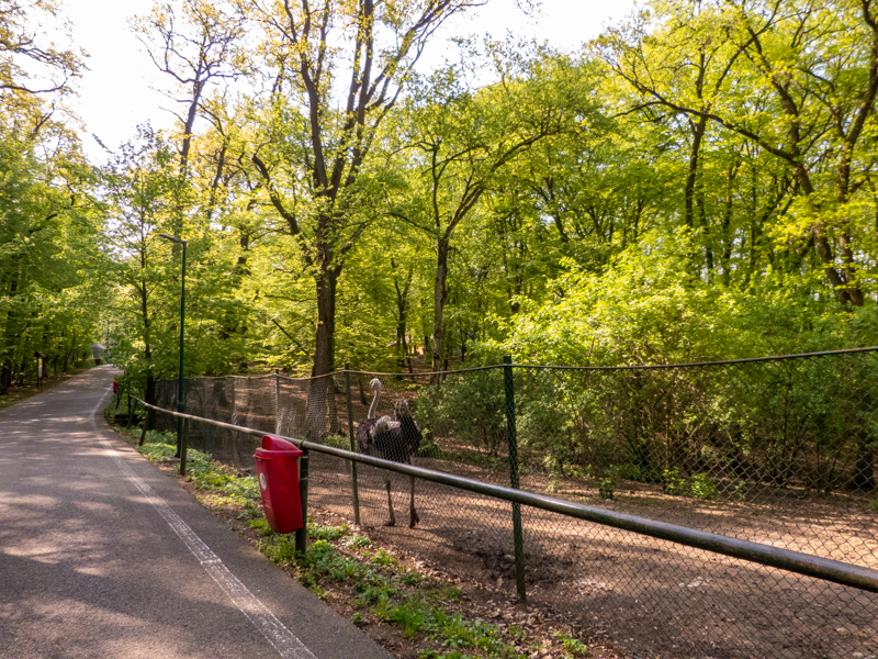enclosure of ostrich