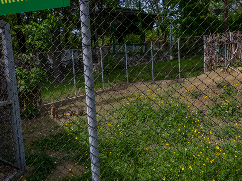 enclosure of Patagonian mara