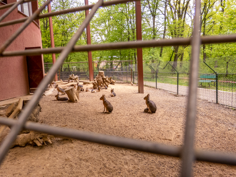 enclosure of Patagonian mara