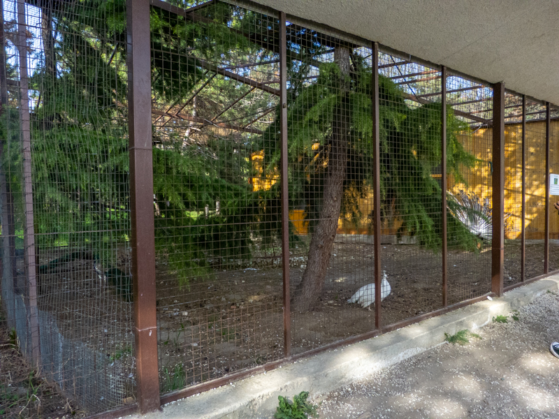 enclosure of peacocks