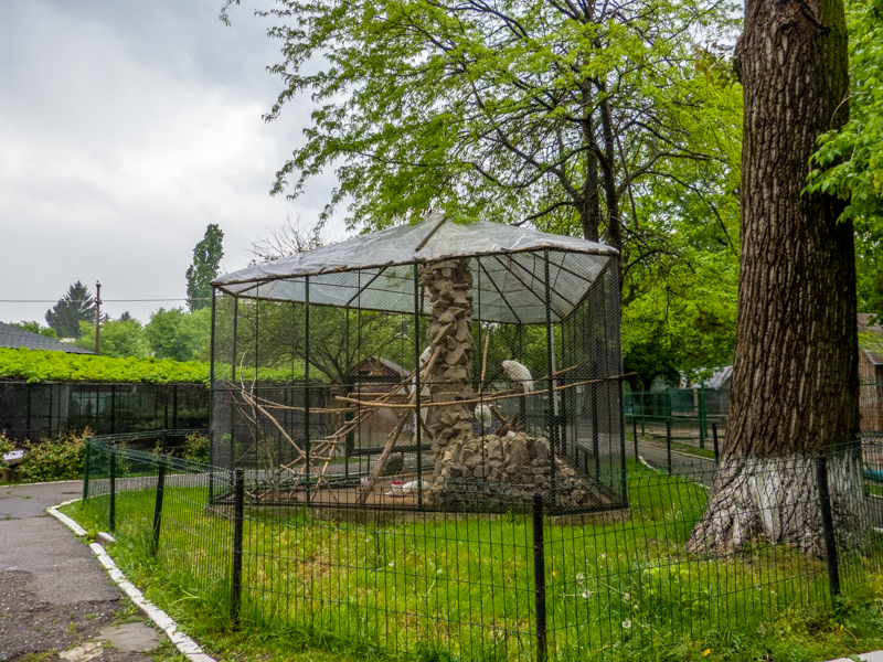 enclosure of peafowl #1