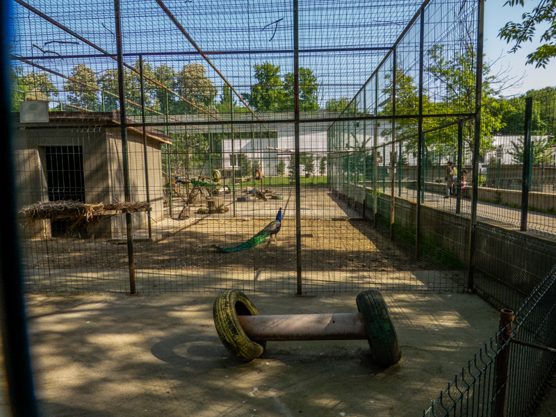 enclosure of peafowl #2