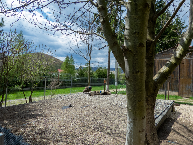 enclosure of peafowl