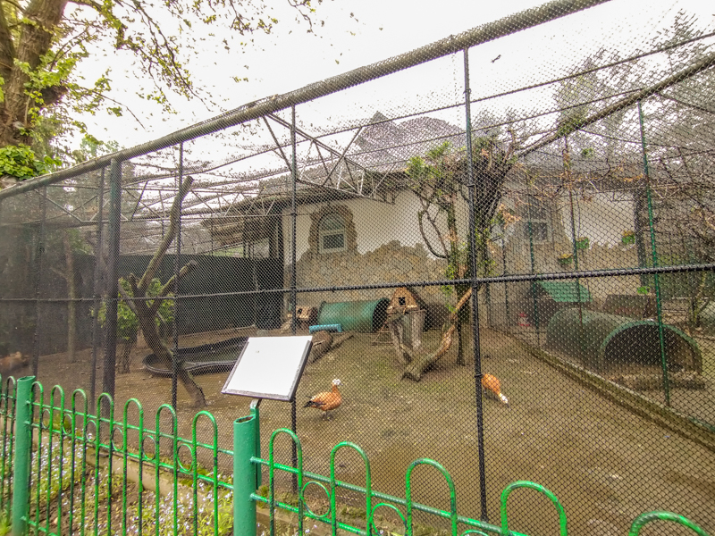 enclosure of pheasantry #1