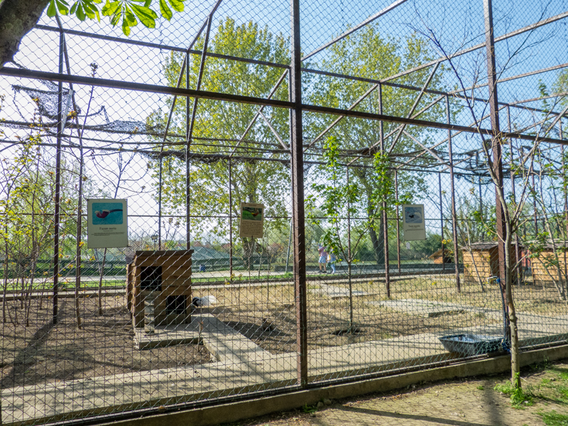 Enclosure of pheasants