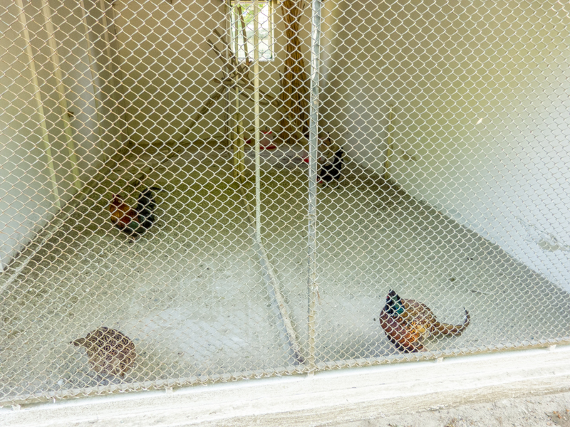 enclosure of pheasants