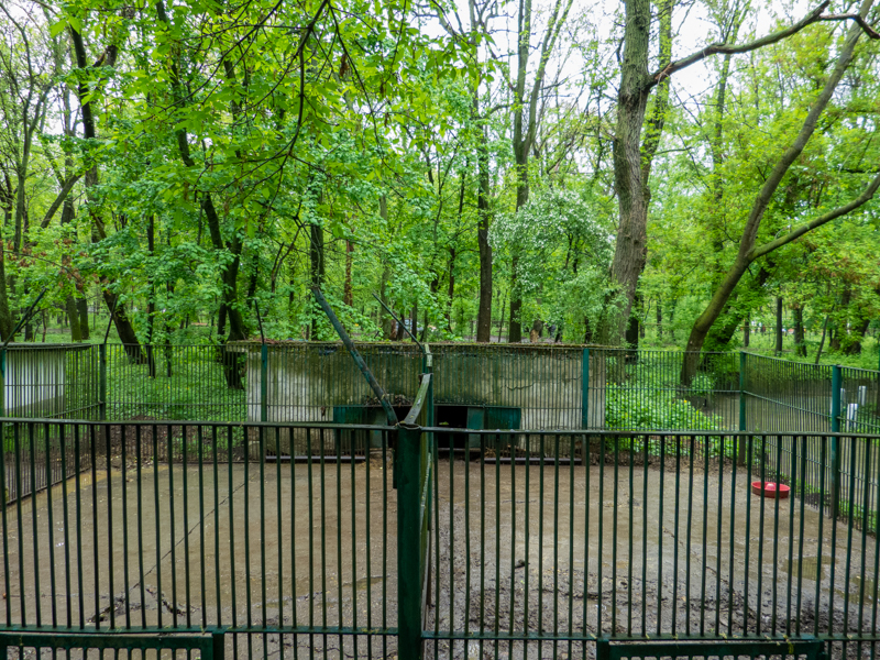 enclosure of pigs