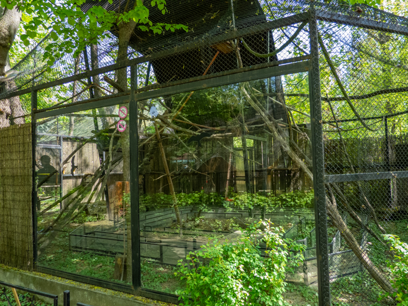 enclosure of pine squirrel