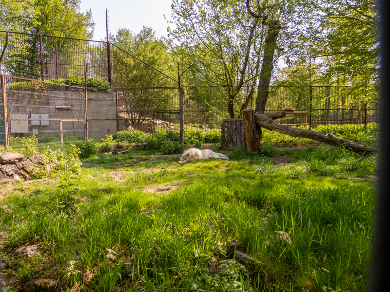 enclosure of polar wolf