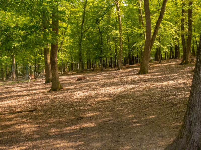 enclosure of ponies, alpacas, sheep, deer