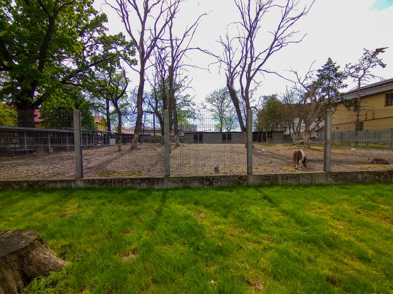enclosure of ponies and deers