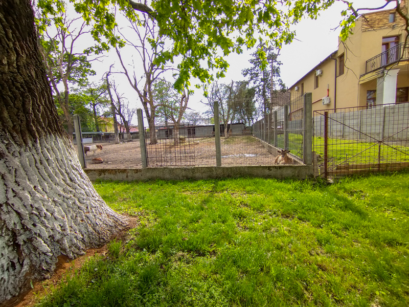 enclosure of ponies and deers