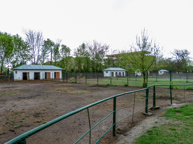 enclosure of ponies (Background barbary sheep)