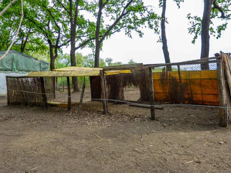 enclosure of ponies