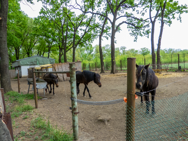 enclosure of ponies