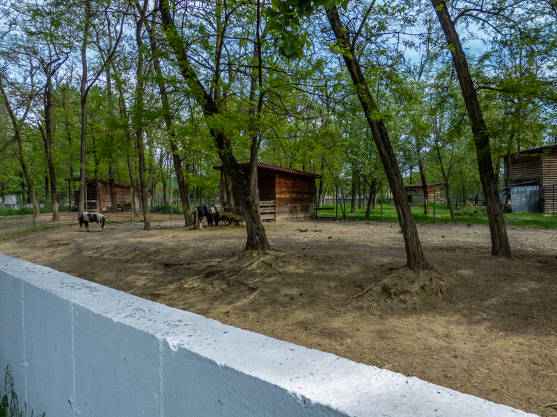enclosure of ponies