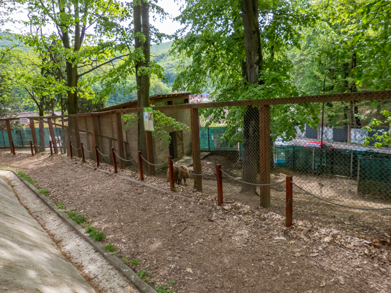 enclosure of ponies