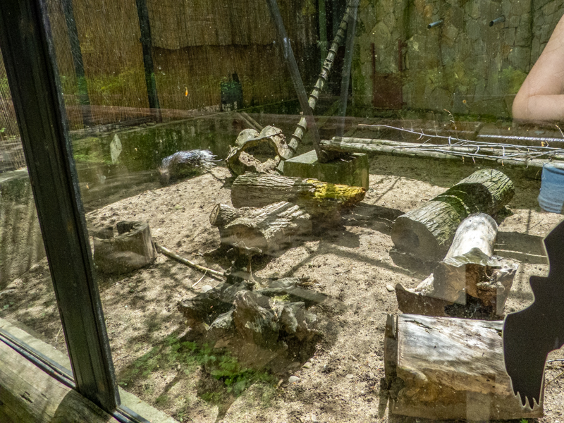 enclosure of porcupine and banded mongoose