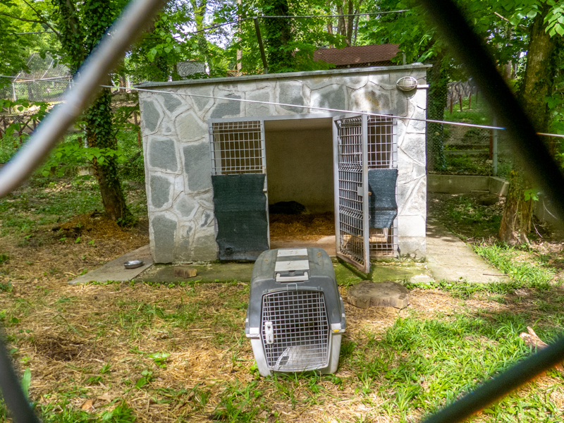 enclosure of porcupine (former red fox)
