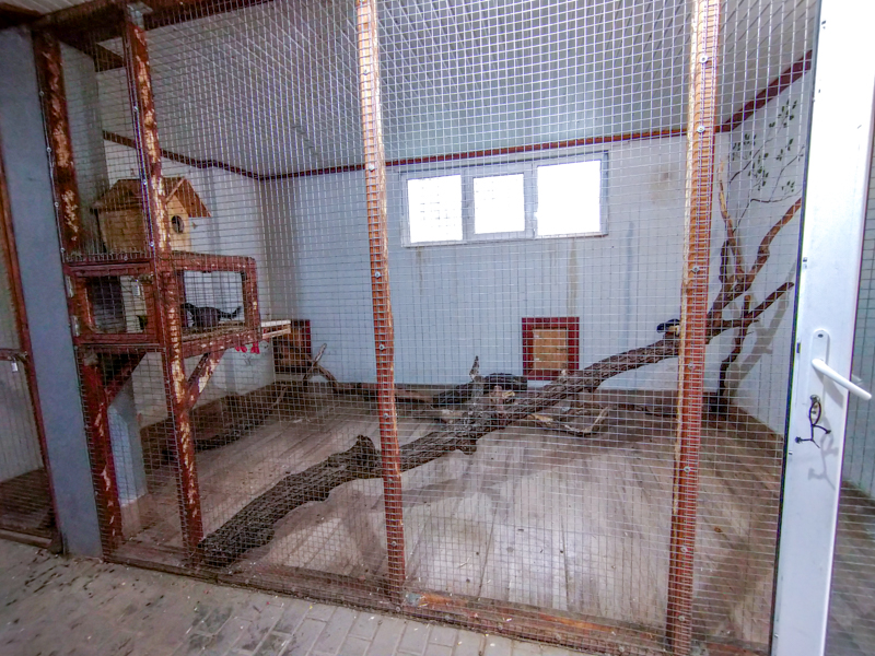 enclosure of prevost squirrel