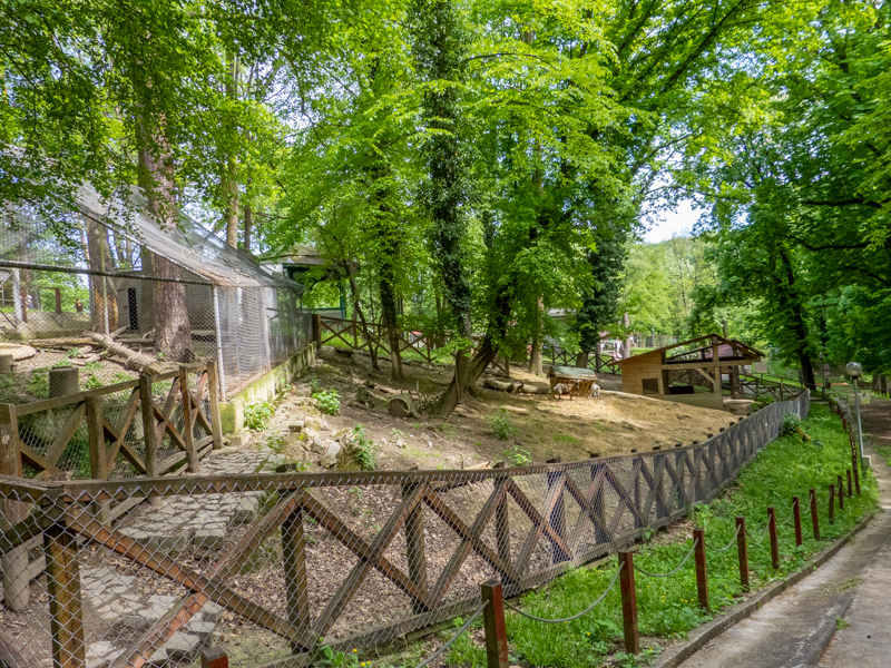 enclosure of pygmy goats