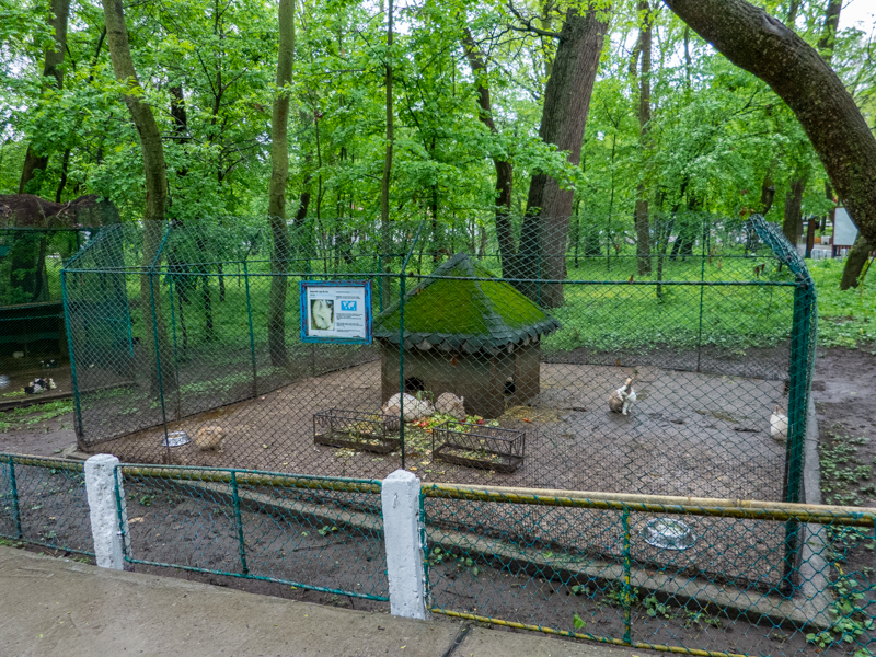 enclosure of rabbits