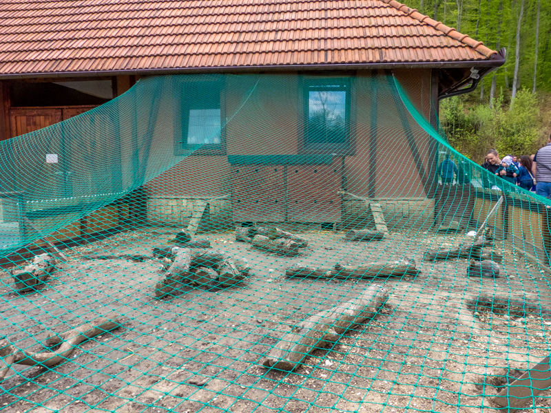 enclosure of rabbits