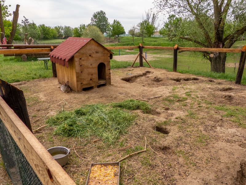 enclosure of rabbits