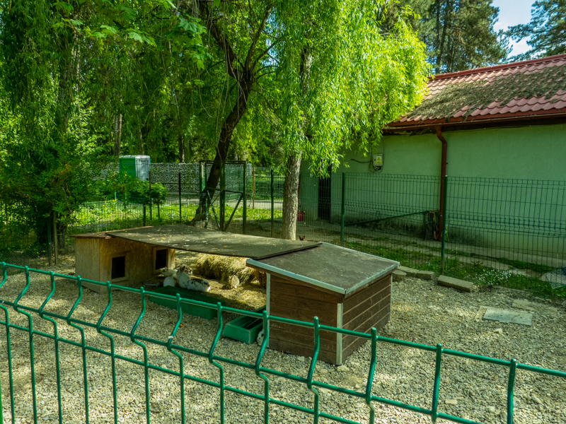 enclosure of rabbits