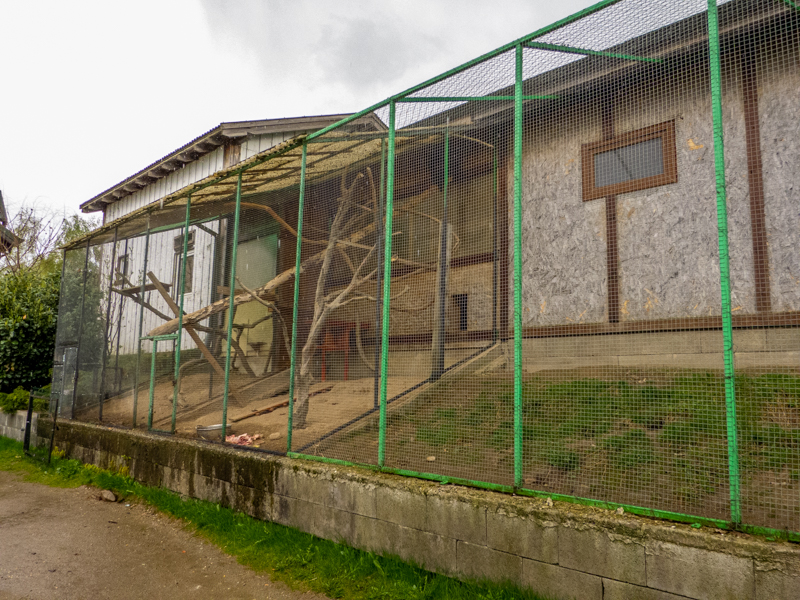 enclosure of raccoon #1