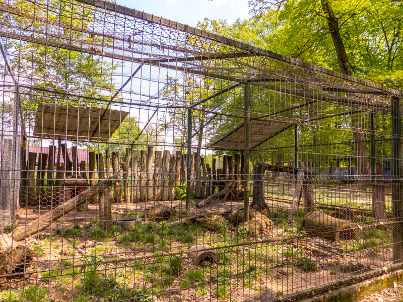 enclosure of raccoon and coatis