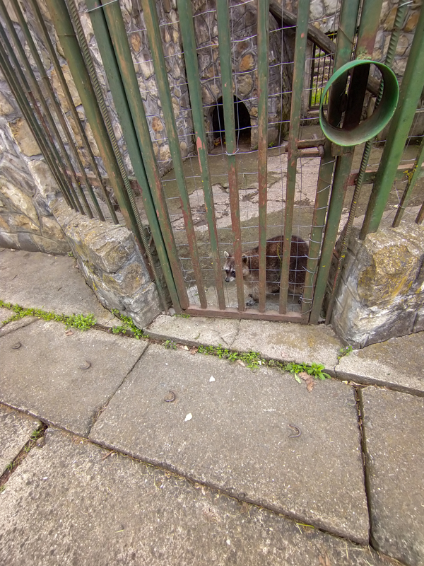 Enclosure of raccoon