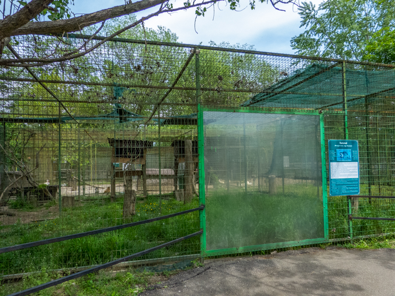 enclosure of raccoon