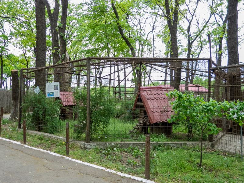 enclosure of raccoons No1