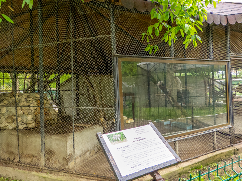 enclosure of raccoons
