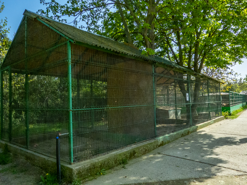 enclosure of racoons