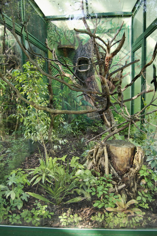 Enclosure of Red-bellied tamarins
