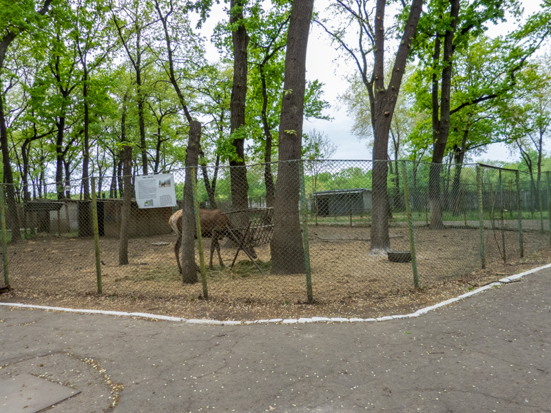 enclosure of Red deer