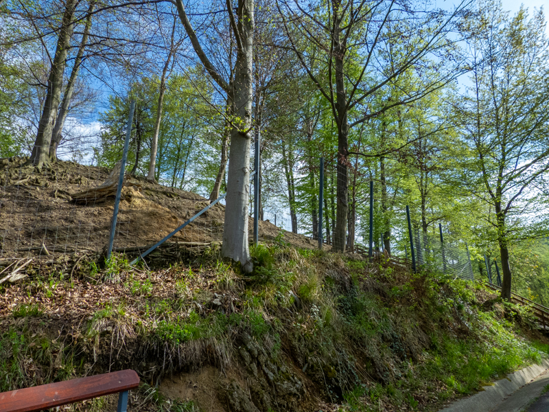 enclosure of red deer