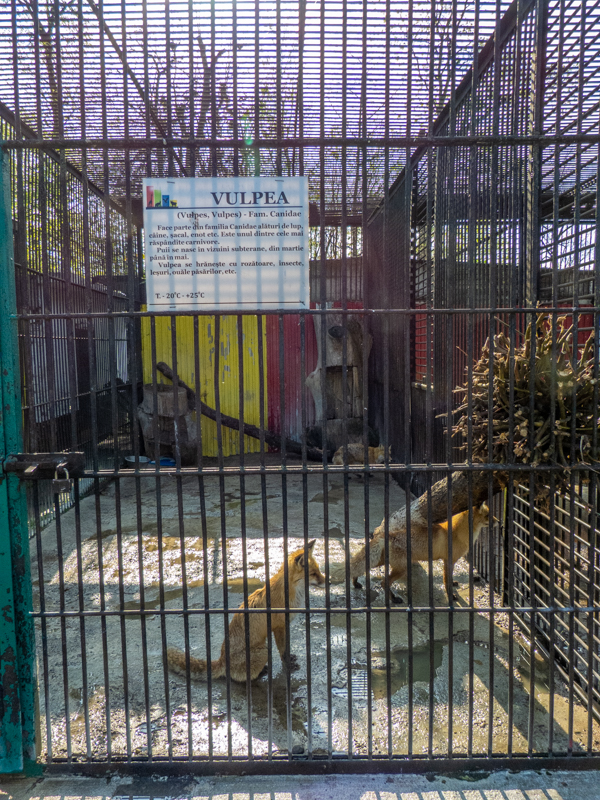 Enclosure of red fox