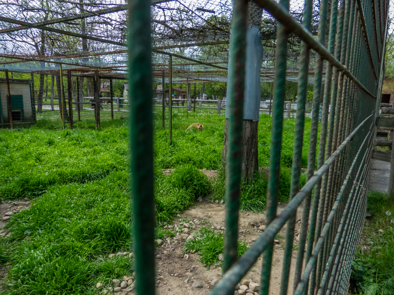 enclosure of red fox