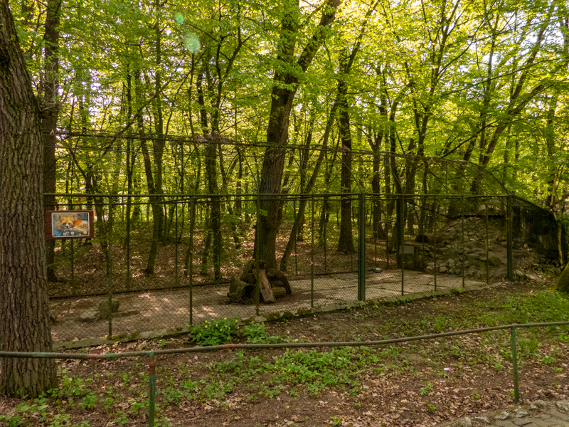 enclosure of red fox